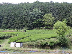 Birthplace of Uji Tea (Shincha News Flash)