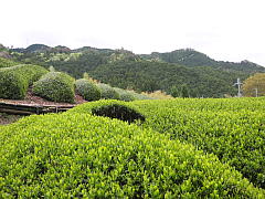Organic Tea Farm (Shincha News Flash)