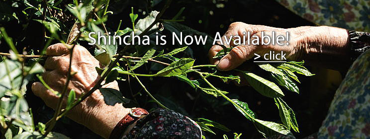 Shincha is Now Available!