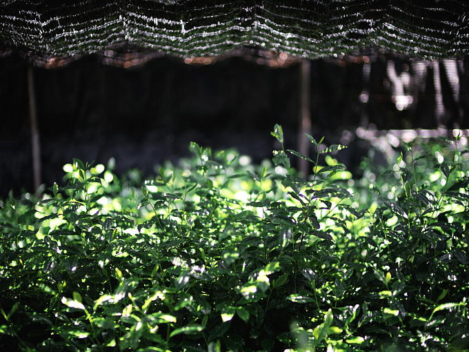 This Matcha, trimmed by machine, is grown by farmers who mainly grow highest grade hand picked Matcha, so that this is relatively exquisite and flavorful.