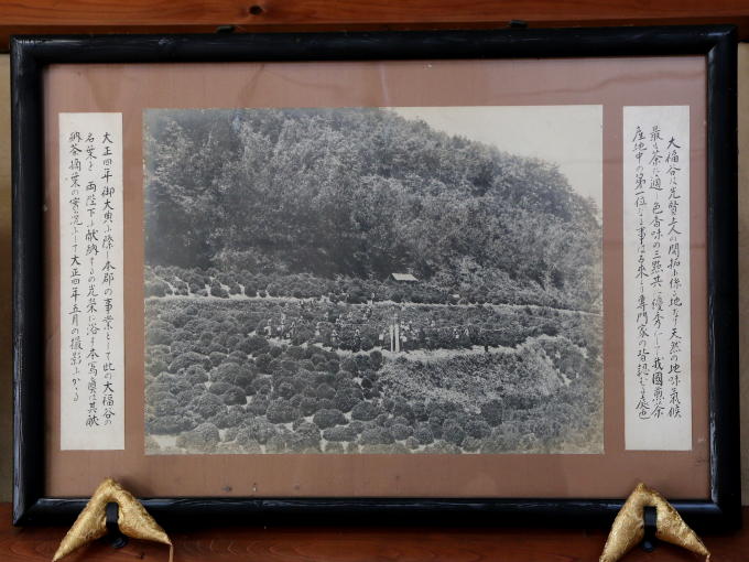 The harvest for the tribute tea to the TAISHO emperor. This picture was taken in May 1915.<br>
The letters on the picture means that the tea grown at Obuku area, where soil and climate are suitable for growing tea and where tea was first planted, is quite excellent in the color, aroma and taste. The tea grown at the Obuku area is the top quality in Japan, which has been established by expertise since ancient times.