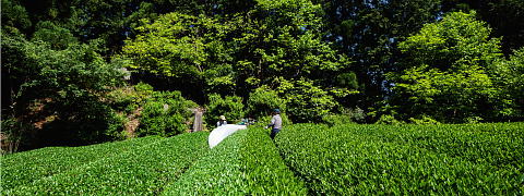 Efforts to Keep Tea Leaves in Good Condition